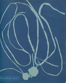 Himanthalia lorea, ca. 1853. Creator: Anna Atkins