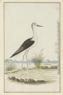 Himantopus himantopus ? (Black-winged stilt), 1777-1786. Creator: Robert Jacob Gordon