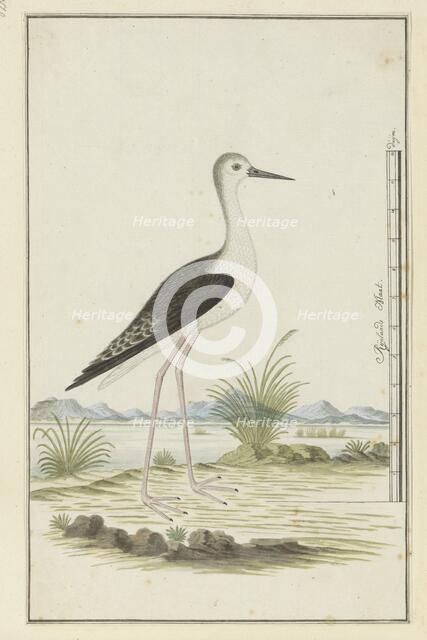 Himantopus himantopus ? (Black-winged stilt), 1777-1786. Creator: Robert Jacob Gordon.