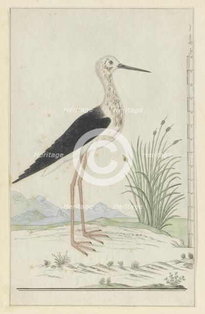 Himantopus himantopus (Black-winged stilt), 1777-1786. Creator: Robert Jacob Gordon.