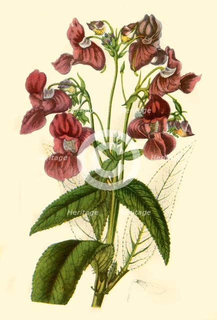 'Himalayan Balsam: Impatiens Glandulifera', 1840, (1944).  Creator: Unknown.