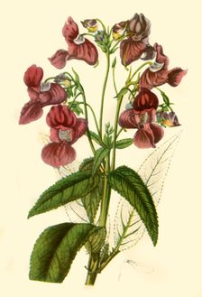 Himalayan Balsam: Impatiens Glandulifera 1840, (1944). Creator: Unknown