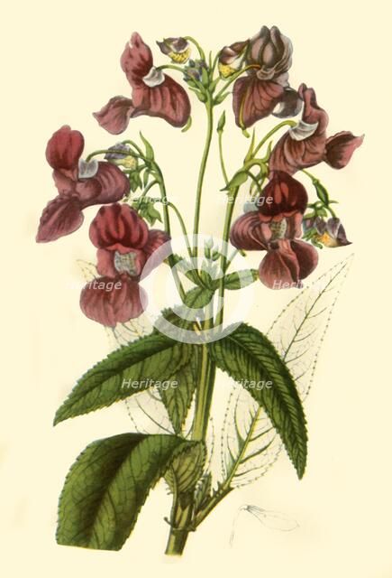 'Himalayan Balsam: Impatiens Glandulifera', 1840, (1944).  Creator: Unknown.
