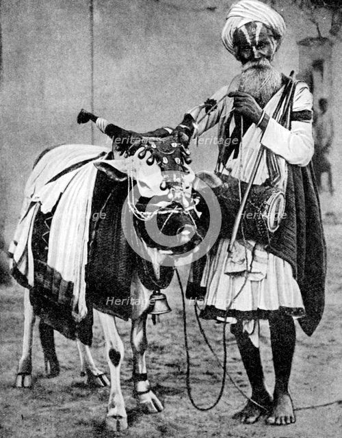 Hindu cow with sacred cow, India, 1936. Artist: Unknown