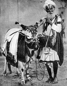 Hindu cow with sacred cow, India, 1936