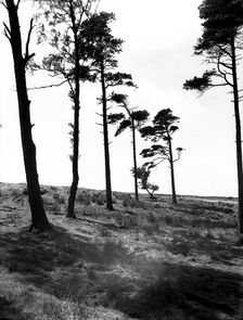 Hipswell Moor, North Riding, Yorkshire, c1955. Creator: Arthur Charles Kirby Ware