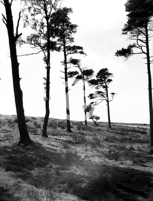 Hipswell Moor, North Riding, Yorkshire, c1955.  Creator: Arthur Charles Kirby Ware.