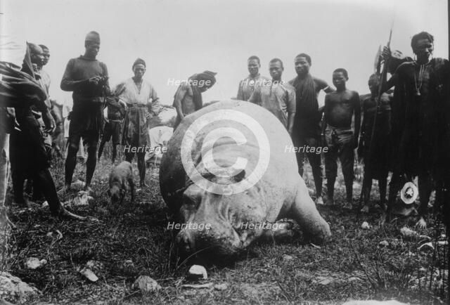 Hippo, killed in Africa, between c1915 and c1920. Creator: Bain News Service.