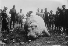 Hippo, killed in Africa, between c1915 and c1920. Creator: Bain News Service