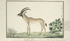 Hippotragus equinus (Roan antelope), 1777-1786. Creator: Robert Jacob Gordon