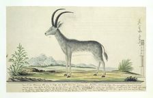 Hippotragus leucophaeus (Bluebuck), 1777-1786. Creator: Robert Jacob Gordon