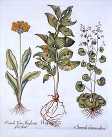 Hippoglossum, Cowslip and Sanicle/Snakeroot, from Hortus Eystettensis by Basil Besler (1561-1629)