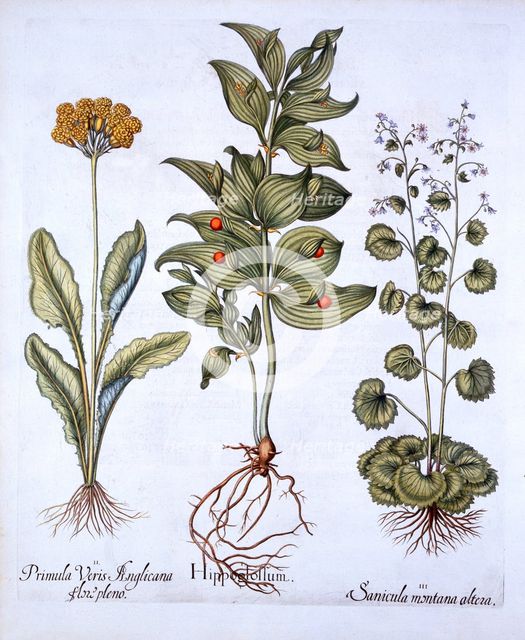 Hippoglossum, Cowslip and Sanicle/Snakeroot, from 'Hortus Eystettensis', by Basil Besler (1561-1629)