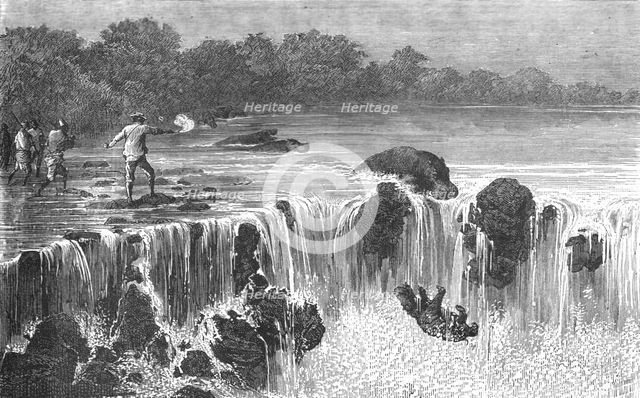 'Hippopotami at the falls of the Senegal, in Bambouk; Journey from the Senegal to the Niger', 1875. Creator: Unknown.