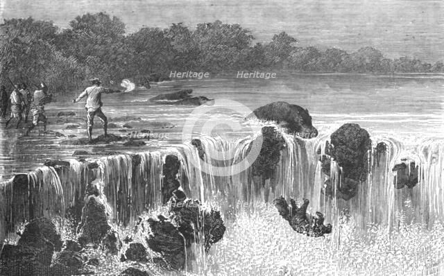 'Hippopotami at the falls of the Senegal, in Bambouk; Journey from the Senegal to the Niger', 1875. Creator: Unknown.