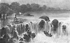 Hippopotami at the falls of the Senegal, in Bambouk; Journey from the Senegal to the Niger 1875. Creator: Unknown