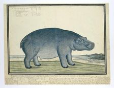 Hippopotamus amphibius capensis (Hippopotamus), c.1777. Creator: Robert Jacob Gordon