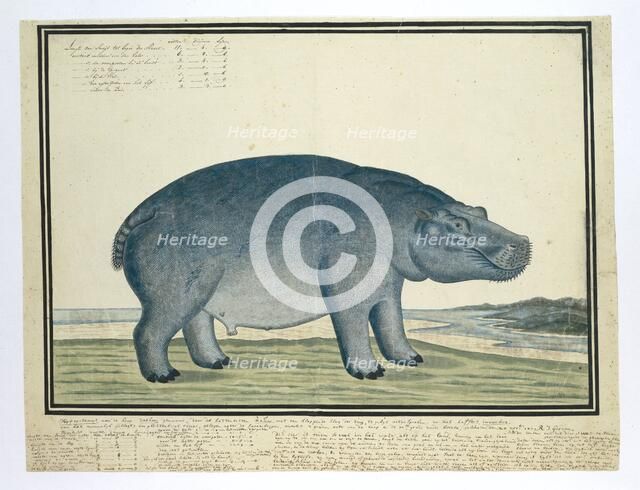 Hippopotamus amphibius capensis (Hippopotamus), c.1777. Creator: Robert Jacob Gordon.