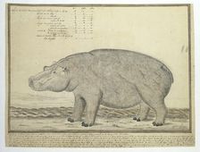 Hippopotamus amphibius capensis (Hippopotamus; female), 1778. Creator: Robert Jacob Gordon