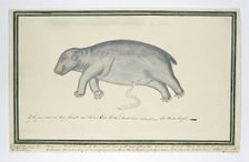 Hippopotamus amphibius foetus (Hippopotamus), 1777. Creator: Robert Jacob Gordon
