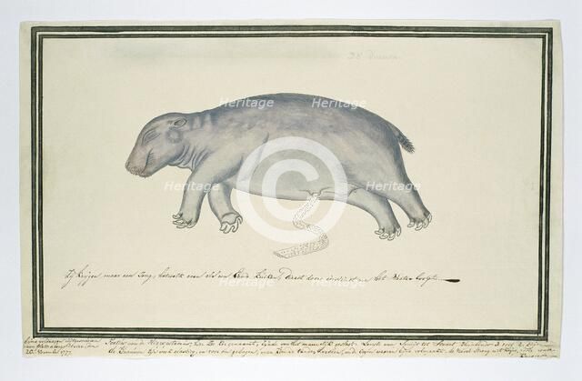 Hippopotamus amphibius foetus (Hippopotamus), 1777. Creator: Robert Jacob Gordon.