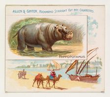 Hippopotamus, from Quadrupeds series (N41) for Allen & Ginter Cigarettes, 1890. Creator: Allen & Ginter