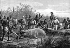 Hippopotamus hunting in Angola, West Africa, 1880. Creator: Unknown