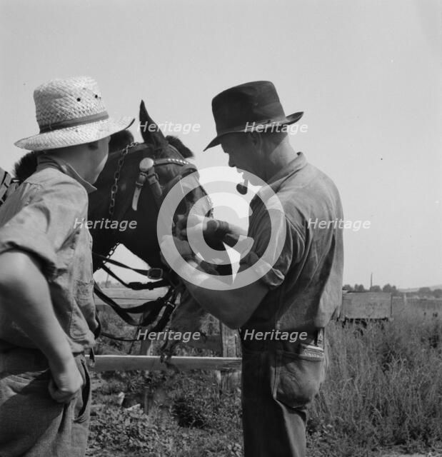 Hired man helps the farmers' oldest boy on the Myers farm, Washington, Yakima County, 1939. Creator: Dorothea Lange.
