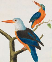 Histoire naturelle. Oiseaux. Planches enluminées, 1766-1782. Creator: Leclerc de Buffon, Georges-Louis (1707-1788)