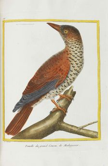 Histoire naturelle. Oiseaux. Planches enluminées, 1782. Creator: Leclerc de Buffon, Georges-Louis (1707-1788)