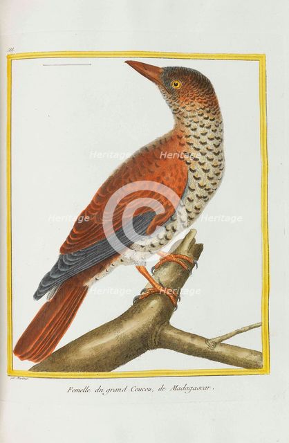 Histoire naturelle. Oiseaux. Planches enluminées, 1782. Creator: Leclerc de Buffon, Georges-Louis (1707-1788).