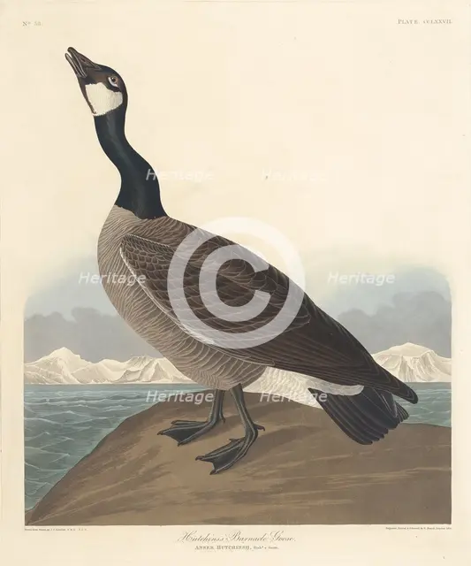 Hutchin's Barnacle Goose, 1835. Creator: Robert Havell.