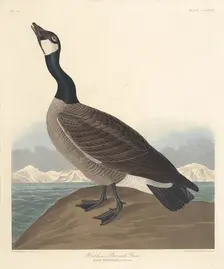 Hutchin's Barnacle Goose, 1835. Creator: Robert Havell