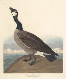 Hutchin's Barnacle Goose, 1835. Creator: Robert Havell
