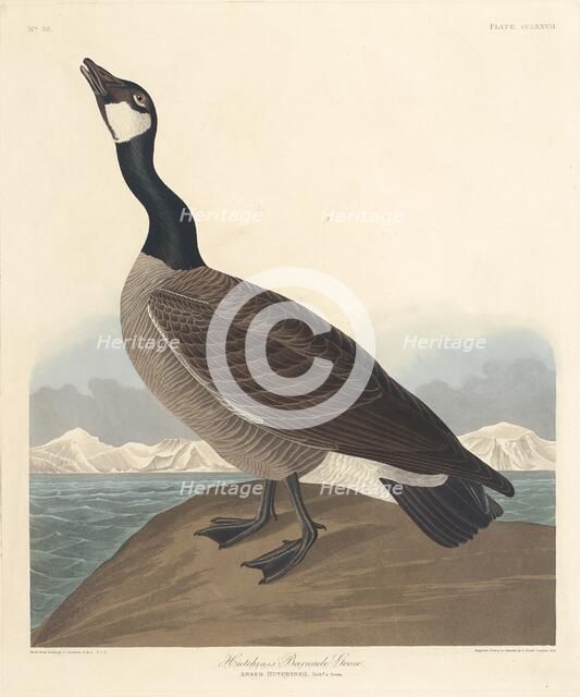 Hutchin's Barnacle Goose, 1835. Creator: Robert Havell.