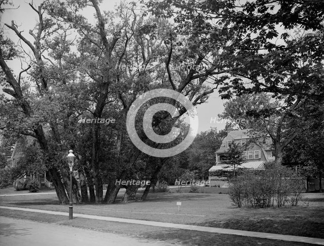 Hubbard Park, Cambridge, Mass., between 1900 and 1920. Creator: Unknown.