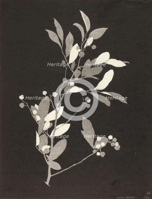 Huckleberry, 1924. Creator: Bolton Coit Brown.