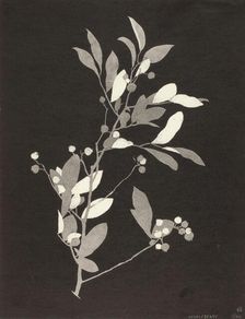 Huckleberry, 1924. Creator: Bolton Coit Brown