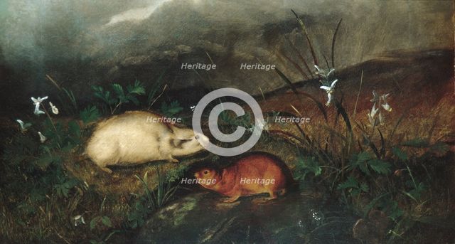 Hudson's Bay Lemming, 1846. Creator: John Woodhouse Audubon.