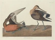 Hudsonian Godwit, 1835. Creator: Robert Havell