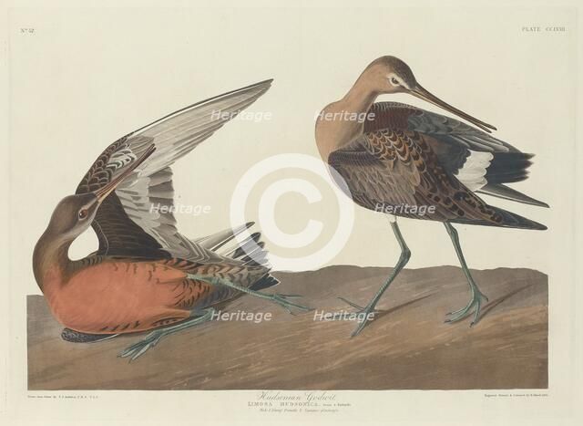 Hudsonian Godwit, 1835. Creator: Robert Havell.