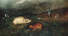 Hudson's Bay Lemming, 1846. Creator: John Woodhouse Audubon