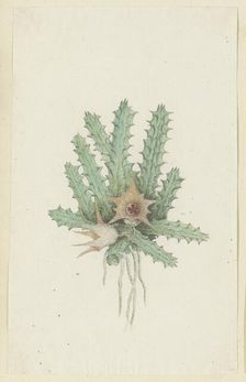 Huernia barbata (Masson) Haw., 1777-1786. Creator: Robert Jacob Gordon