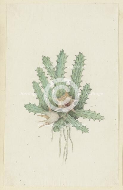 Huernia barbata (Masson) Haw., 1777-1786. Creator: Robert Jacob Gordon.