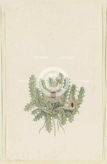 Huernia barbata (Masson) Haw., 1777-1786. Creator: Robert Jacob Gordon.