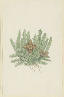 Huernia namaquensis Pillans. (Namaqua carrion-flower), 1777-1786. Creator: Robert Jacob Gordon