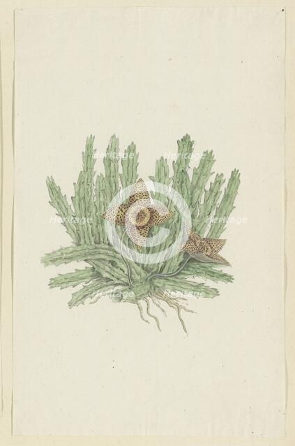 Huernia namaquensis Pillans. (Namaqua carrion-flower), 1777-1786. Creator: Robert Jacob Gordon.
