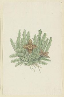 Huernia namaquensis Pillans. (Namaqua carrion-flower), 1777-1786. Creator: Robert Jacob Gordon