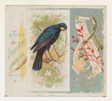Huia, from the Song Birds of the World series (N42) for Allen & Ginter Cigarettes, 1890. Creator: Allen & Ginter