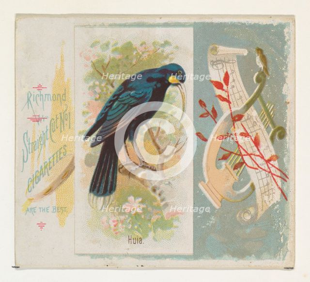 Huia, from the Song Birds of the World series (N42) for Allen & Ginter Cigarettes, 1890. Creator: Allen & Ginter.